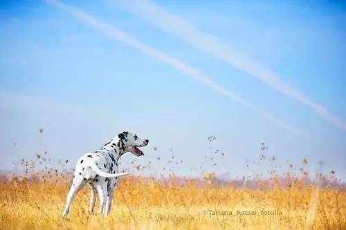 Innere Organe / Ausleitung
