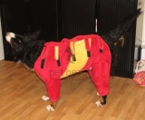 Bademantel | exklusive Badem�ntel f�r Hunde